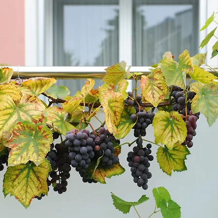 Derby - Self Check-in 3* Interlaken